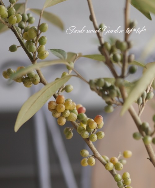 ❈ ロシアンオリーブ フレッシュ ❈ ロシアンオリーブ 植木 庭木 植栽 ヤナギバグミ スナナツメ