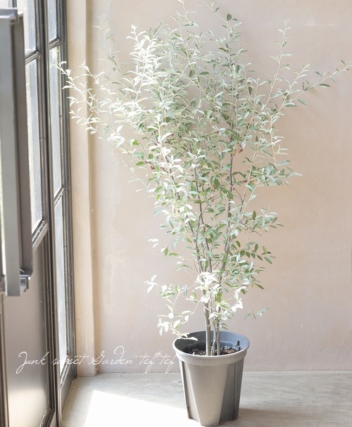 ❈ ロシアンオリーブ フレッシュ ❈ ロシアンオリーブ 植木 庭木 植栽 ヤナギバグミ スナナツメ