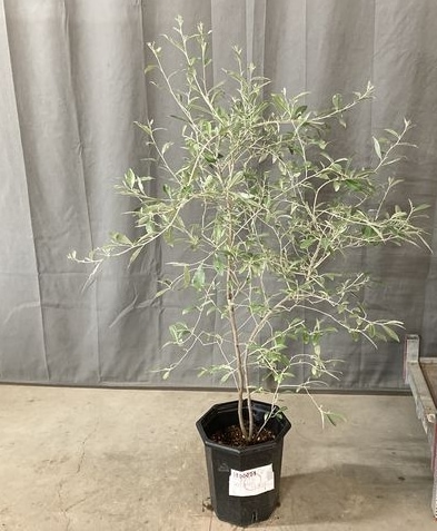 シルバーリーフのグミの木 『ロシアンオリーブ』 | すべての商品