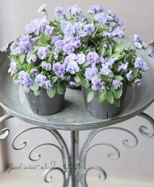 ���ߤ�ȥӥ��顡�ؤ褯�Ф�ץ󥯡�  2023ǯ���ʼ