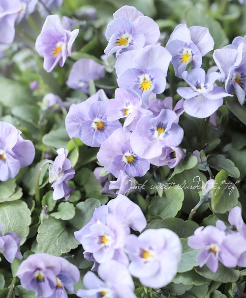 ���ߤ�ȥӥ��顡�ؤ褯�Ф�ץ󥯡�  2023ǯ���ʼ