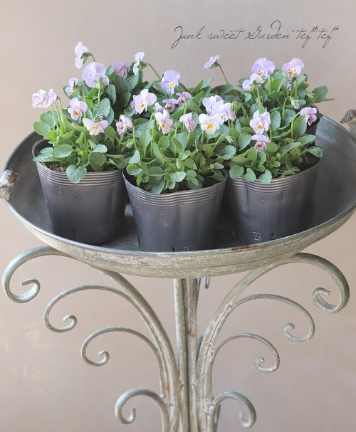 ���ߤ�ȥӥ��顡�ؤ褯�Ф�ץ󥯡�  2023ǯ���ʼ