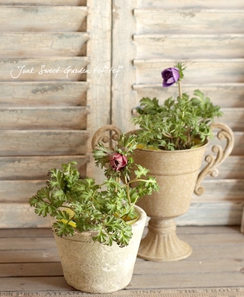 八重咲きアネモネ 植えっぱなしok オーロラ ブルー すべての商品 Junk Sweet Garden Tef Tef