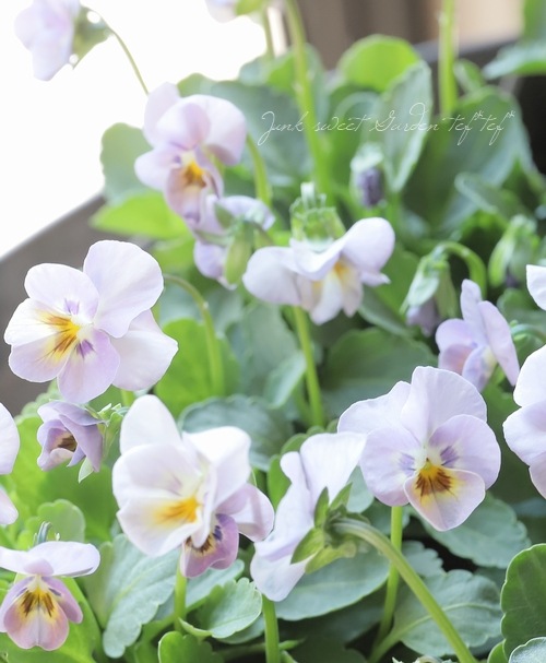 ���ߤ�ȥӥ��顡�ؤ褯�Ф�ץ󥯡�  2023ǯ���ʼ