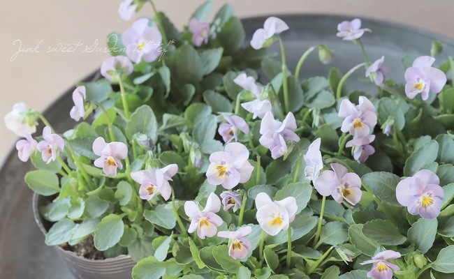 ���ߤ�ȥӥ��顡�ؤ褯�Ф�ץ󥯡�  2023ǯ���ʼ