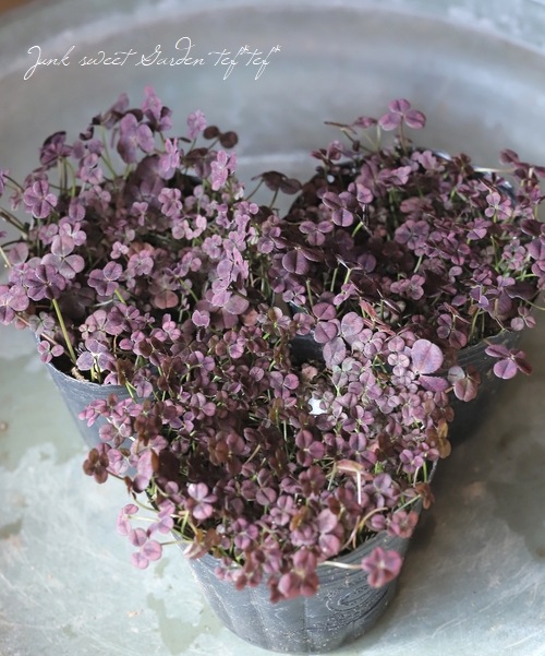 ͤեС ؤ碌ߤĤ  磻