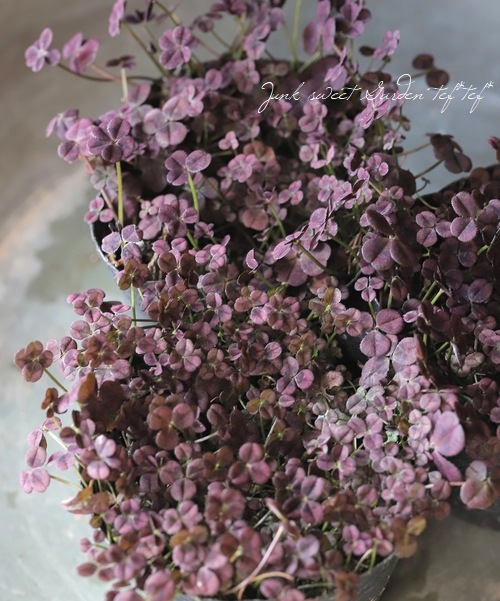 ͤեС ؤ碌ߤĤ  磻