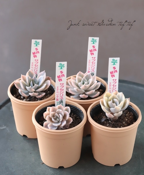 多肉植物】 『サブセシリス錦』 エケベリア属 斑入り いとう