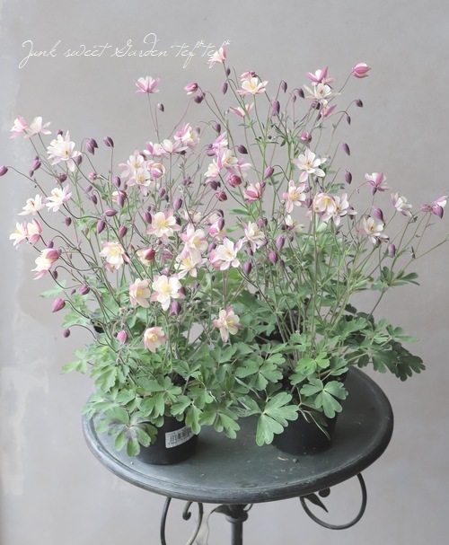 ���Υ����ޥ����إ���ƥ������ԥ󥯡�