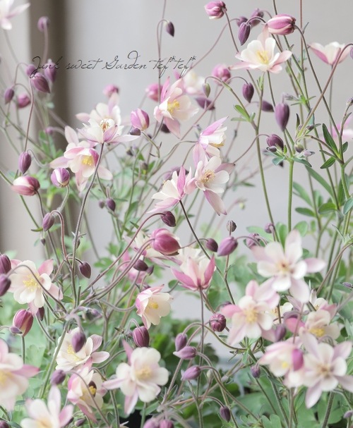 ���Υ����ޥ����إ���ƥ������ԥ󥯡�