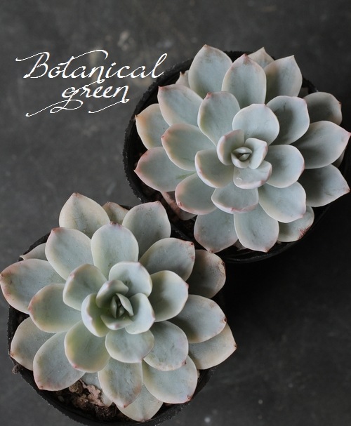 ��¿����ʪ�� �إ��֥����ꥹ�ӡ١������٥ꥢ°�������ꡡ���Ȥ����꡼��