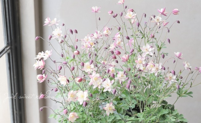 ���Υ����ޥ����إ���ƥ������ԥ󥯡�