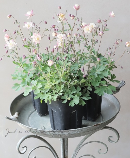 ���Υ����ޥ����إ���ƥ������ԥ󥯡�