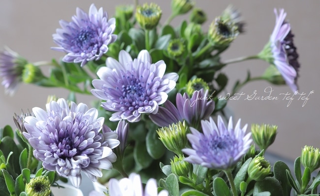 八重咲き！ダブルオステオスペルマム 『シルバー 』 | すべての商品