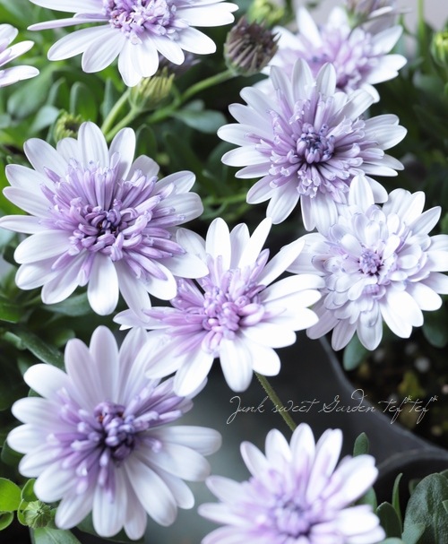 八重咲き！ダブルオステオスペルマム 『シルバー 』 | すべての商品