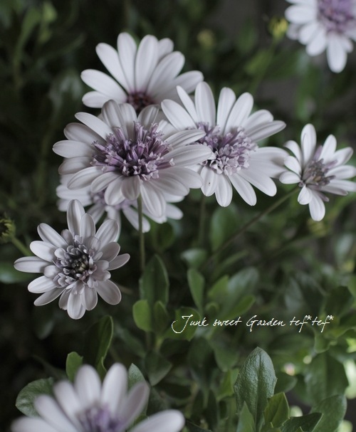 確認画像　八重咲きマジカル 確認画像 八重咲きマジカル 確認画像 八重咲きマジカル K-viviのフォト