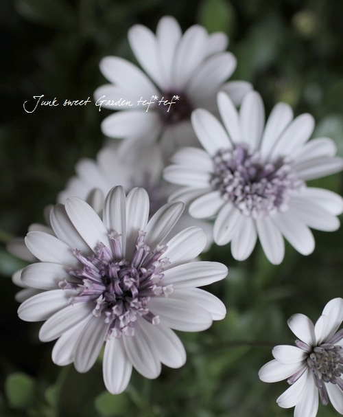 八重咲き！ダブルオステオスペルマム 『シルバー 』 | すべての商品