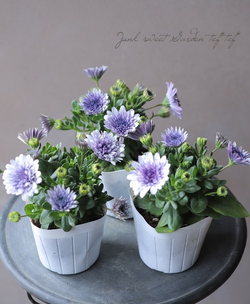 八重咲き！ダブルオステオスペルマム 『シルバー 』 | すべての商品