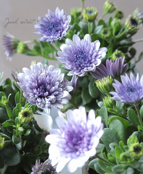 八重咲き！ダブルオステオスペルマム 『シルバー 』 | すべての商品