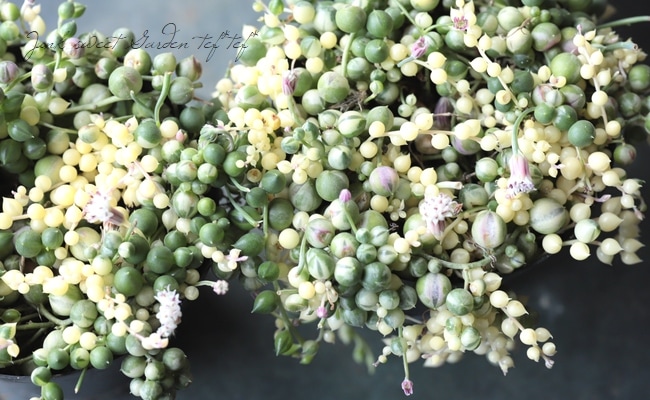 多肉植物 斑入り グリーンネックレス Leaf Species 多肉植物 Junk Sweet Garden Tef Tef 多肉植物 斑入り グリーンネックレス Leaf Species 多肉植物 Junk Sweet Garden Tef Tef
