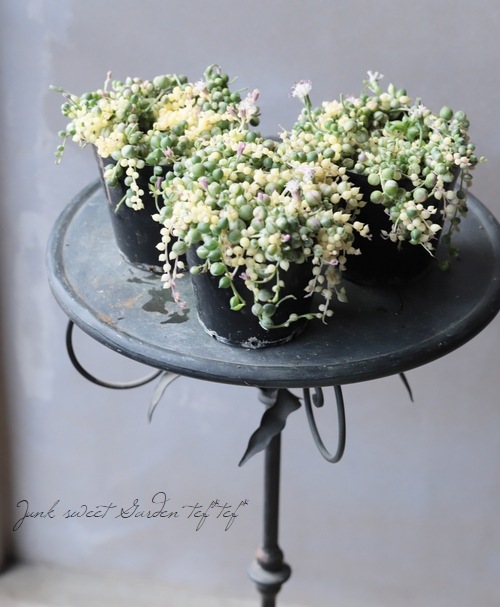 多肉植物】 斑入り『グリーンネックレス』 | すべての商品