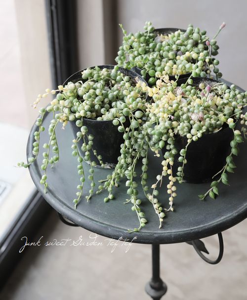 多肉植物】 斑入り『グリーンネックレス』 | すべての商品