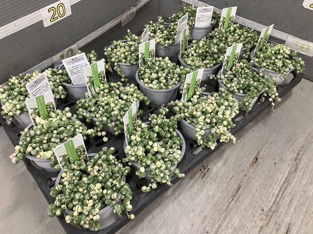 多肉植物】 斑入り『グリーンネックレス』 | すべての商品 | | Junk