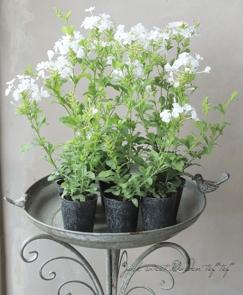 プルンバーゴ ルリマツリ 5寸鉢ごと 苗 植物 本日入荷! プルンバーゴ ルリマツリ 5寸鉢ごと 苗 植物 本日入荷! つまんない