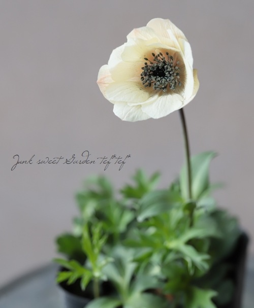 横山園芸さんのガーデンアネモネ パブニナ No 36 すべての商品 Junk Sweet Garden Tef Tef