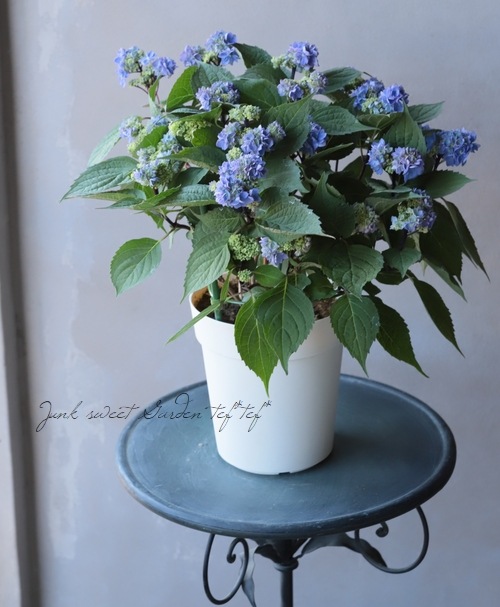 シマエナガ✧︎レジンコンタクトケース紫陽花 向日葵 紫陽花 日向紺青｜HYDRANGEA Hyuugakonjou｜花の手帖のアジサイ図鑑