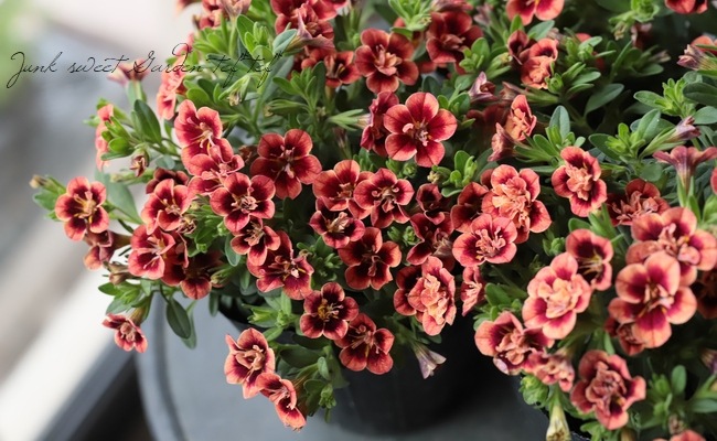 ����֥饳�����ƥ��ե����������쥬�󥹥���ݥ� ��E01��