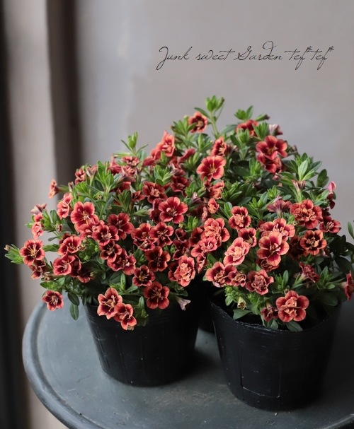 ����֥饳�����ƥ��ե����������쥬�󥹥���ݥ� ��E01��