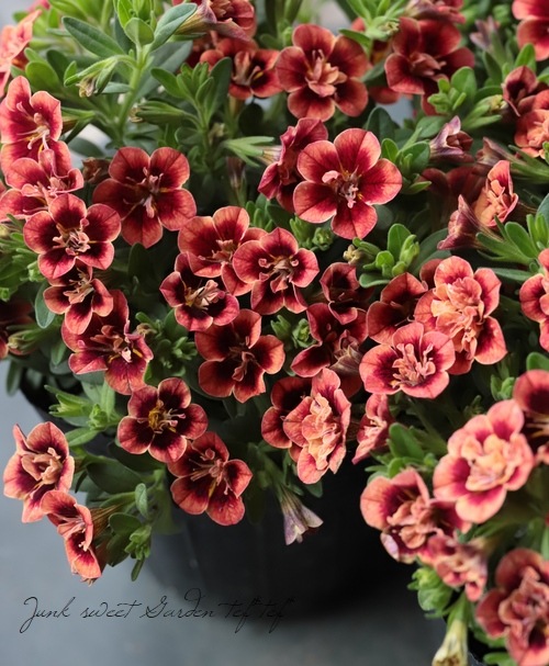 ����֥饳�����ƥ��ե����������쥬�󥹥���ݥ� ��E01��