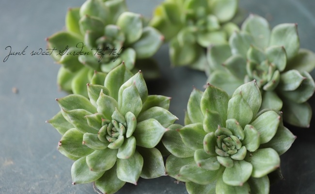 ��¿����ʪ�ۡ��إ��ꥹ�ޥ����ֶӡ١������٥ꥢ°��