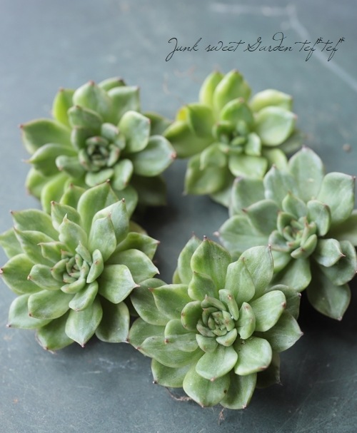 ��¿����ʪ�ۡ��إ��ꥹ�ޥ����ֶӡ١������٥ꥢ°��