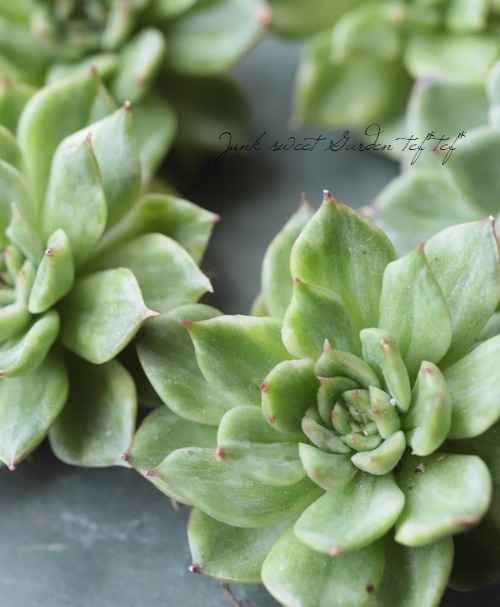 ��¿����ʪ�ۡ��إ��ꥹ�ޥ����ֶӡ١������٥ꥢ°��