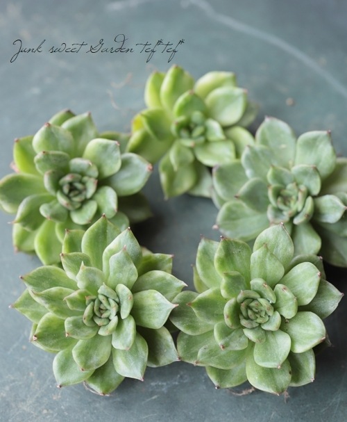 ��¿����ʪ�ۡ��إ��ꥹ�ޥ����ֶӡ١������٥ꥢ°��