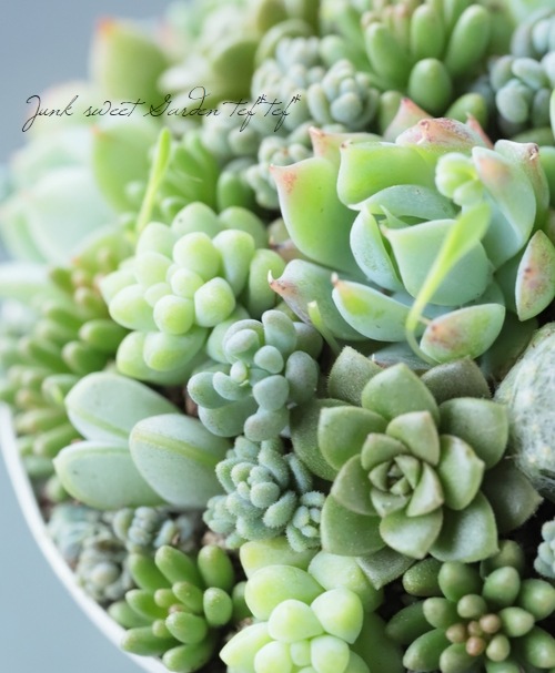 TEFNIQUE-多肉植物の寄せ植え 2019 * no.33 * 『デザートカップ