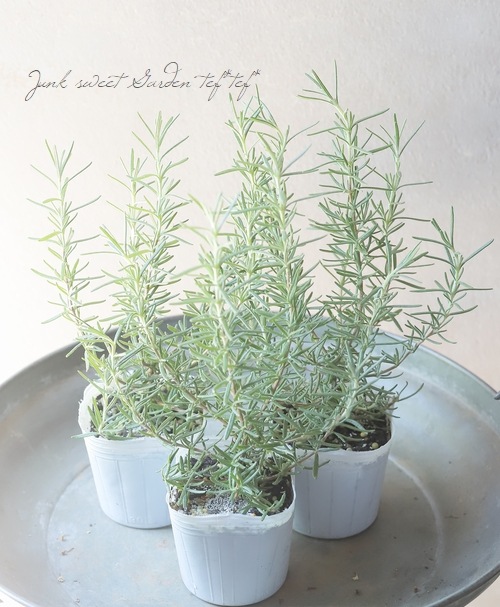 ハーブ】 立ち性ローズマリー 『マジョルカピンク』ピンク花 | すべて