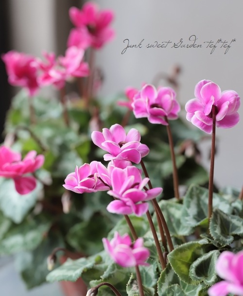 八重咲きガーデンシクラメン『グリーンティアラ』 【ピンク】 | すべて