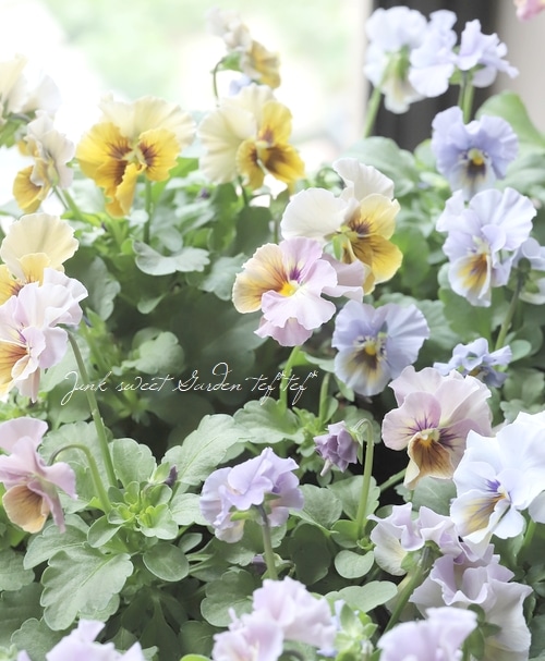 ▽【LUXURY SELECTION】tef*tef*オリジナル ビオラ『スモーキー