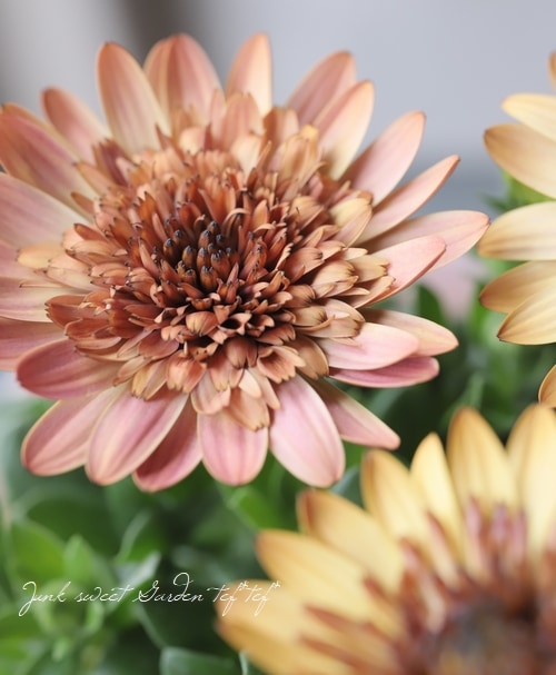 �����ƥ����ڥ�ޥࡦ���֥�ץ�󥻥����إ������١�