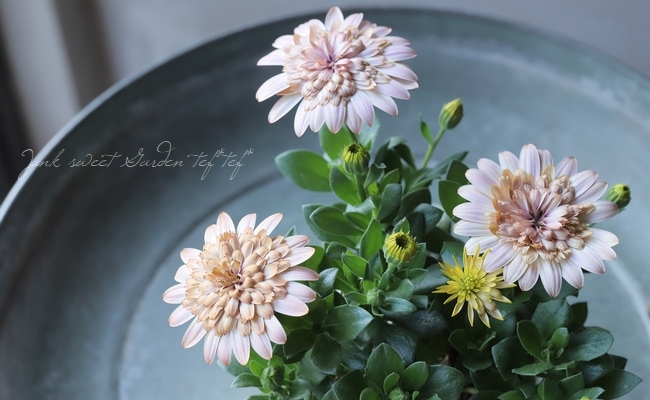 �����ƥ����ڥ�ޥࡦ���֥�ץ�󥻥����إ������١�