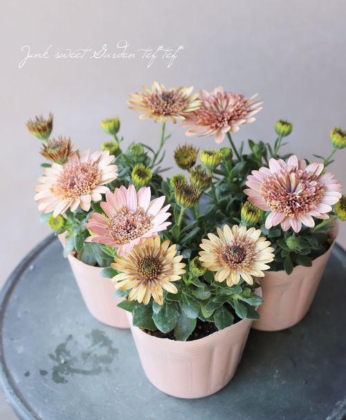 �����ƥ����ڥ�ޥࡦ���֥�ץ�󥻥����إ������١�