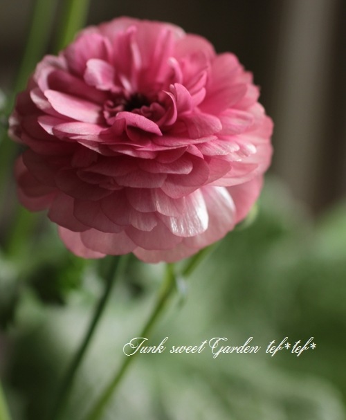 �ڰ���ݤ�����ۥ�ʥ󥭥�饹����å������꡼�� �إإ��