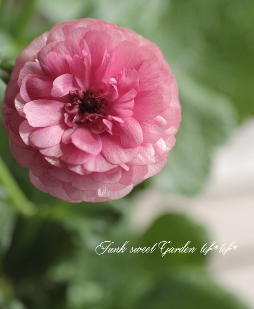 �ڰ���ݤ�����ۥ�ʥ󥭥�饹����å������꡼�� �إإ��