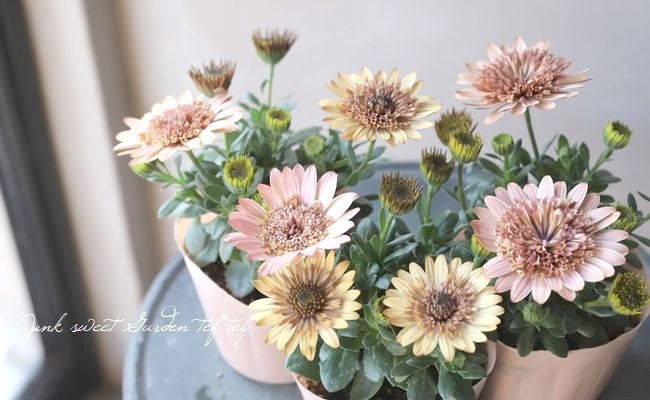 �����ƥ����ڥ�ޥࡦ���֥�ץ�󥻥����إ������١�