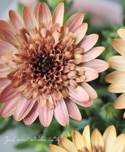 �����ƥ����ڥ�ޥࡦ���֥�ץ�󥻥����إ������١�