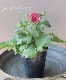 �ڰ���ݤ�����ۥ�ʥ󥭥�饹����å������꡼�� �إإ��