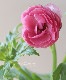 �ڰ���ݤ�����ۥ�ʥ󥭥�饹����å������꡼�� �إإ��